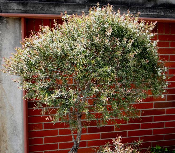  Plant